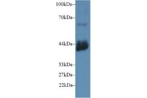 Detection of CD72 in Mouse Testis lysate using Polyclonal Antibody to Cluster Of Differentiation 72 (CD72) (CD72 antibody  (AA 126-237))