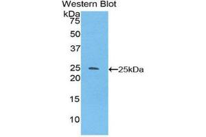 Western Blotting (WB) image for anti-Sprouty Homolog 3 (SPRY3) (AA 91-288) antibody (ABIN1860624) (SPRY3 antibody  (AA 91-288))