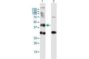 Western Blot analysis of AGPAT6 expression in transfected 293T cell line by AGPAT6 MaxPab polyclonal antibody. (AGPAT6 antibody  (AA 1-456))