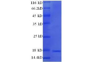 Major Urinary Protein 19 (MUP19) (AA 32-181) protein (His tag)