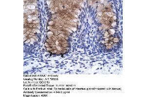 Human Intestine (Annexin a1 antibody  (N-Term))