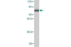 Western Blotting (WB) image for anti-Chloride Channel 2 (CLCN2) (AA 38-387) antibody (ABIN560397)