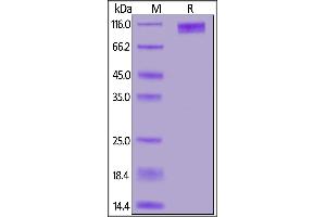 Cynomolgus GUCY2C, Fc Tag on  under reducing (R) condition.