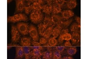 Immunofluorescence analysis of HeLa cells using INMT Polyclonal Antibody at dilution of 1:100. (INMT antibody)