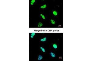 ICC/IF Image Immunofluorescence analysis of paraformaldehyde-fixed HeLa, using UAP56, antibody at 1:200 dilution. (DDX39B antibody)