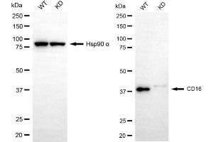 Western blotting analysis using CD16 antibody (ABIN7798589).