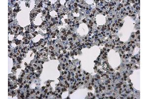 IHC-P Image Histone H3. (Histone H3.3B antibody  (full length))