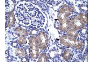 Image no. 1 for anti-Achaete-Scute Complex Homolog 1 (Drosophila) (ASCL1) (AA 48-97) antibody (ABIN202101) (ASCL1 antibody  (AA 48-97))