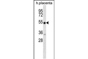 Western blot analysis in human placenta tissue lysates (35ug/lane). (Neuregulin 3 antibody  (C-Term))