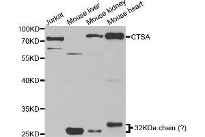 Western blot analysis of extracts of various cell lines, using CTSA antibody (ABIN5973211) at 1/1000 dilution. (CTSA antibody)