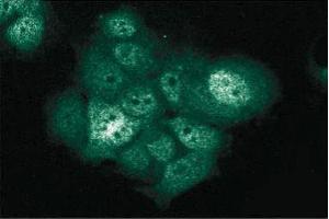 Immunofluorescent staining of MCF7 cells with anti-XIAP antibody. (XIAP antibody  (AA 268-426))