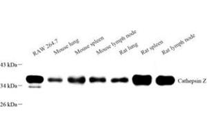 Western blot analysis of Cathepsin Z (ABIN7073350) at dilution of 1: 1000 (Cathepsin Z antibody)