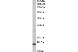 Western Blotting (WB) image for anti-Natriuretic Peptide A (NPPA) antibody (ABIN5912767) (NPPA antibody)