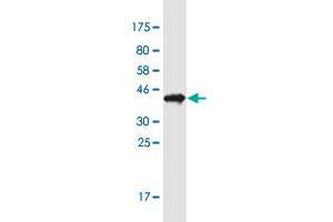 Western Blot detection against Immunogen (37. (Parathymosin antibody  (AA 1-102))