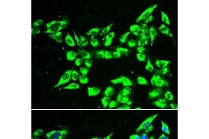 Immunofluorescence analysis of A549 cells using KLK10 Polyclonal Antibody (Kallikrein 10 antibody)