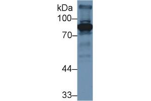 Western blot analysis of Mouse Liver lysate, using Mouse F2 Antibody (3 µg/ml) and HRP-conjugated Goat Anti-Rabbit antibody ( (Prothrombin antibody  (AA 201-324))