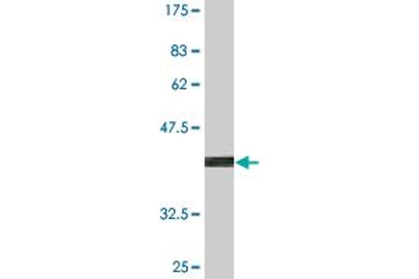 CCDC83 antibody  (AA 341-444)