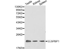 Western blot analysis of extracts of various cell lines, using ELSPBP1 antibody. (ELSPBP1 antibody  (AA 1-223))