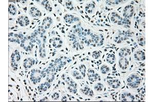 Immunohistochemical staining of paraffin-embedded breast tissue using anti-SIGLEC9 mouse monoclonal antibody.
