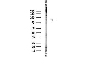 anti-Signal Transducer and Activator of Transcription 4 (STAT4) (C-Term) antibody