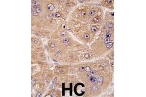 Immunohistochemistry (IHC) image for anti-Fucosidase, alpha-L- 2, Plasma (FUCA2) antibody (ABIN3003381)