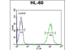 ICB1 Antibody (C-term) (ABIN6242717 and ABIN6579061) flow cytometric analysis of HL-60 cells (right histogram) compared to a negative control cell (left histogram).