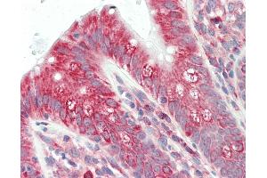 Anti-UBE2K / LIG antibody IHC staining of human colon. (UBE2K antibody  (C-Term))