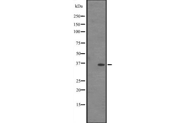 IFI35 antibody  (C-Term)