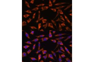 Immunofluorescence analysis of L929 cells using CHCHD2 antibody (ABIN7266448) at dilution of 1:100. (CHCHD2 antibody  (AA 75-145))