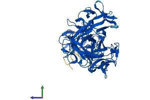 AlphaFold protein structure predicition of Mouse Recombinant Fscn2 Protein, UniprotID Q32M02 (Fascin 2 Protein (FSCN2) (AA 1-492) (His tag))