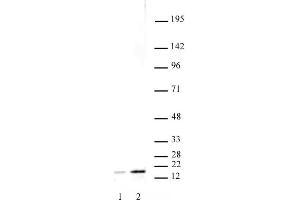 Histone H3 acetyl Lys27 mAb tested by Western blot. (Histone 3 antibody  (H3K27ac))