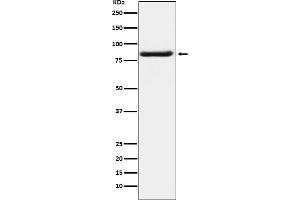 Western blot analysis of Bag3 expression in K562 cell lysate. (Recombinant BAG3 antibody)