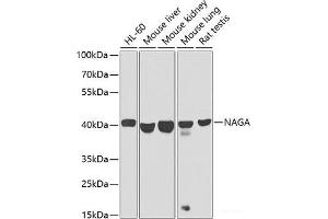 Western blot analysis of extracts of various cell lines using NAGA Polyclonal Antibody at dilution of 1:1000.