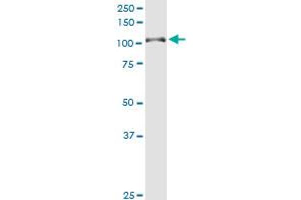 DAB2IP antibody  (AA 551-650)