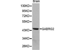 Western Blotting (WB) image for anti-gamma-aminobutyric Acid (GABA) A Receptor, gamma 2 (GABRG2) (AA 170-270) antibody (ABIN3022461) (GABRG2 antibody  (AA 170-270))