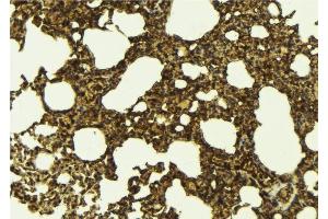 ABIN6276704 at 1/100 staining Mouse lung tissue by IHC-P. (PRMT5 antibody  (Internal Region))