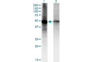 Western Blot analysis of RORB expression in transfected 293T cell line by RORB monoclonal antibody (M09), clone 2D12. (RORB antibody  (AA 136-224))