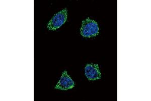 Confocal immunofluorescent analysis of GHRH Antibody (N-term) (ABIN392174 and ABIN2841887) with 293 cell followed by Alexa Fluor? (GHRH antibody  (N-Term))