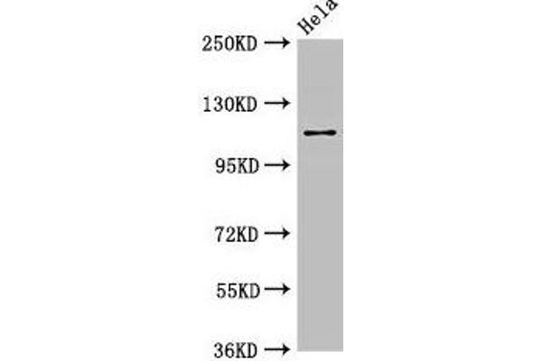 SEC23IP anticorps  (AA 779-989)