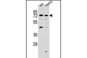 GIP8 Antibody (N-term) (ABIN657158 and ABIN2846292) western blot analysis in 293,HepG2 cell line lysates (35 μg/lane).