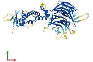 AlphaFold protein structure predicition of Human Recombinant KLHL42 Protein, UniprotID Q9P2K6