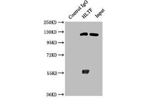 Immunoprecipitating HLTF in Hela whole cell lysate Lane 1: Rabbit control IgG instead of ABIN7154943 in Hela whole cell lysate. (HLTF antibody  (AA 332-476))