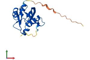 AlphaFold protein structure predicition of Mouse Recombinant Nudt3 Protein, UniprotID Q9JI46