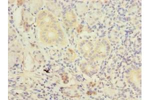 Immunohistochemistry of paraffin-embedded human pancreatic tissue using ABIN7173211 at dilution of 1:100 (TMEM41A antibody  (AA 18-66))