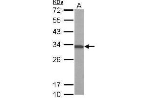 WB Image Sample (50 ug of whole cell lysate) A: Mouse brain 12% SDS PAGE antibody diluted at 1:1000 (ATP6V1E1 antibody  (Center))