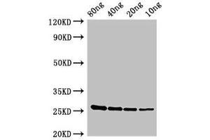Western Blot Positive WB detected in Recombinant protein All lanes: esxA antibody at 2. (ESXA (AA 1-97) antibody)