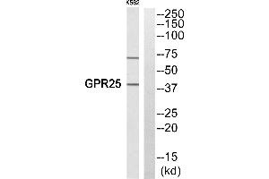 Western blot analysis of extracts from K652 cells, using GPR25 antibody.