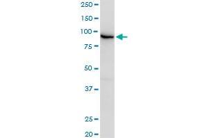 EPS8 MaxPab polyclonal antibody. (EPS8 antibody  (AA 1-822))