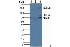 Western blot analysis of (1) Mouse Thymus Gland Tissue, (2) Human HeLa cells and (3) Human Jurkat Cells. (PIK3AP1 antibody  (AA 489-730))