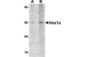 Western Blotting (WB) image for anti-Hax1a (N-Term) antibody (ABIN1031400) (Hax1a (N-Term) antibody)
